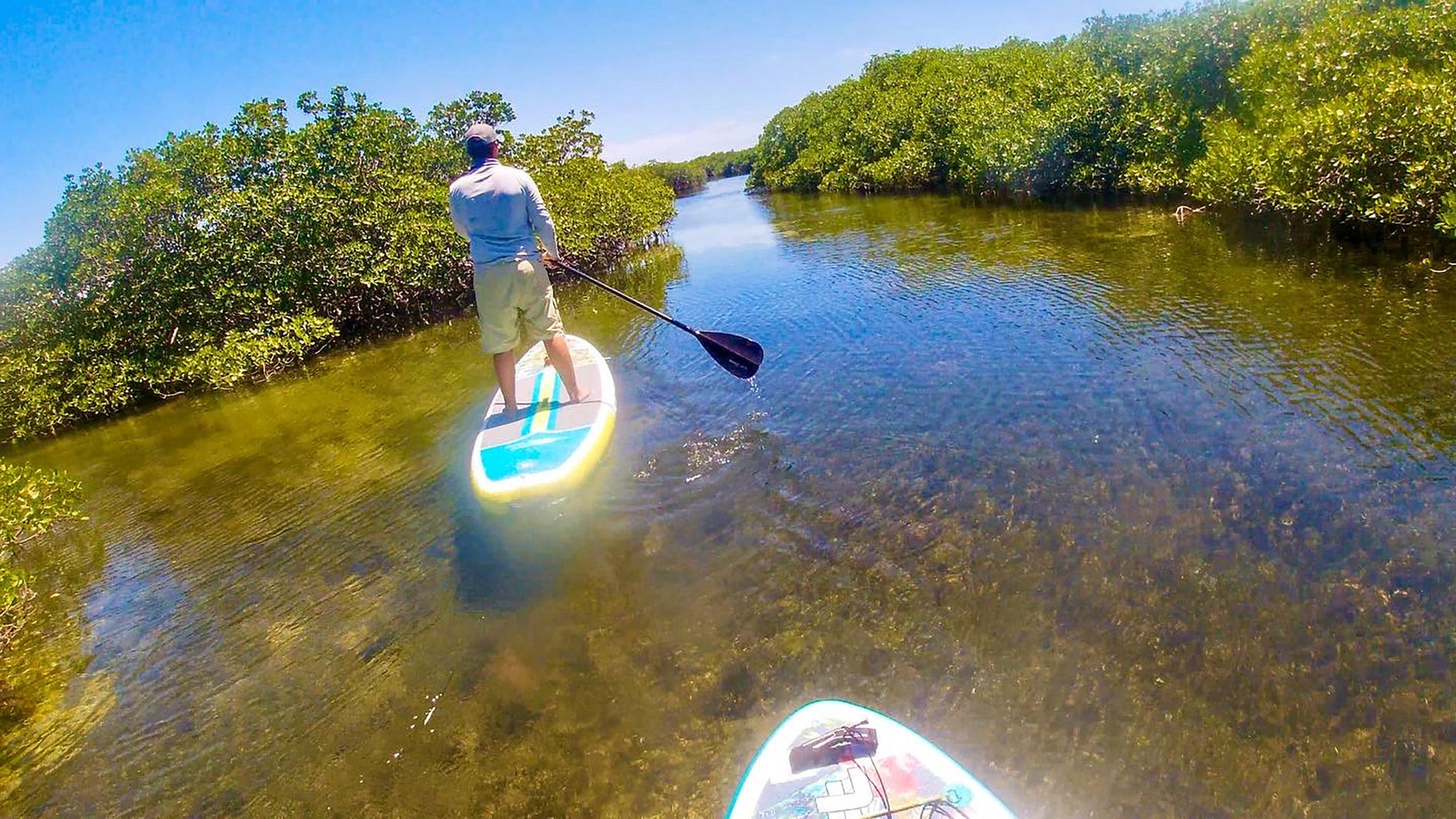 SUPing With Baby Sharks