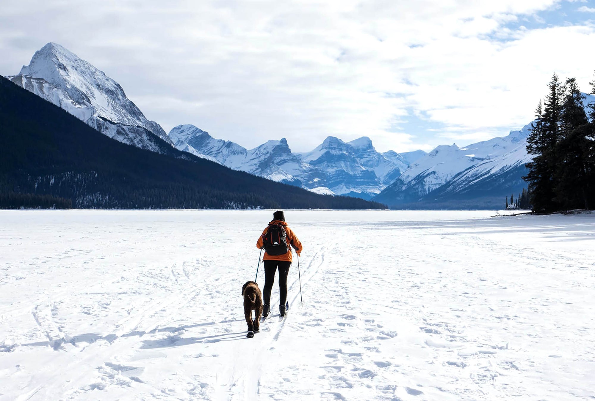 What the Heck is Dog Skijoring?